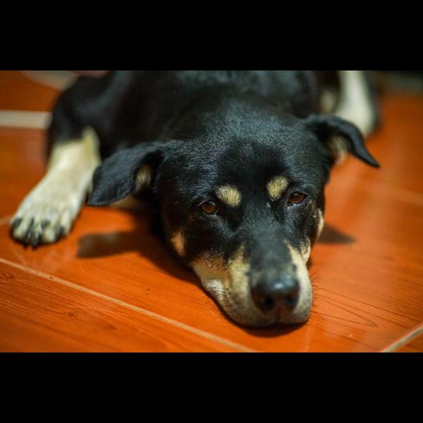 If your dog or cat appears dul