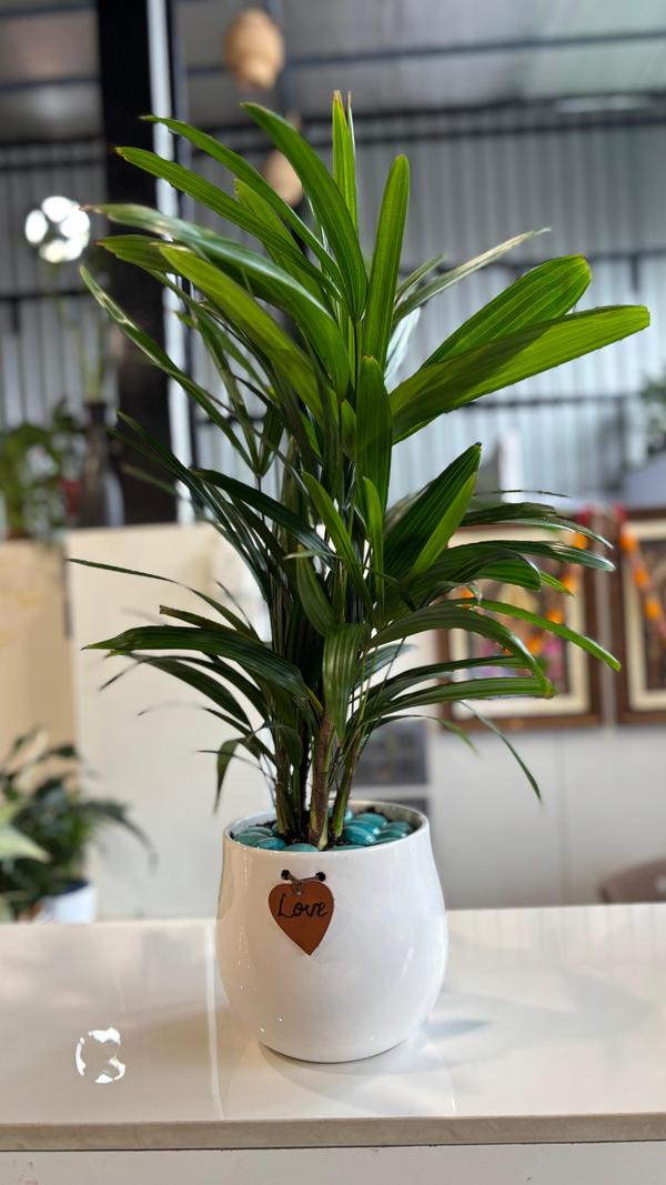 A best plant nursery in Tiruch