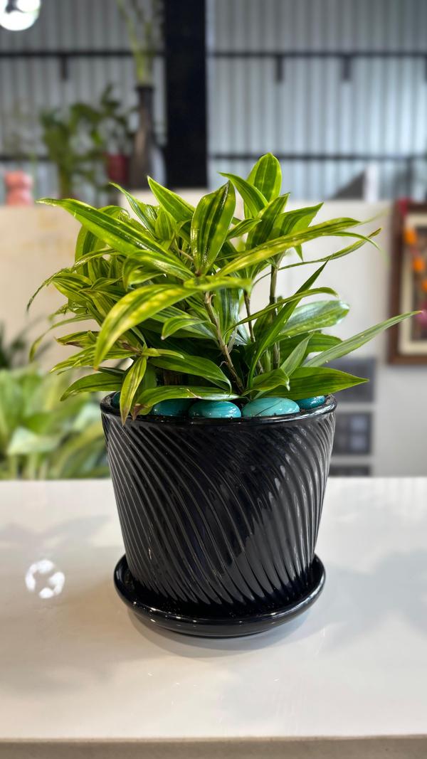 The best garden nursery in Tir