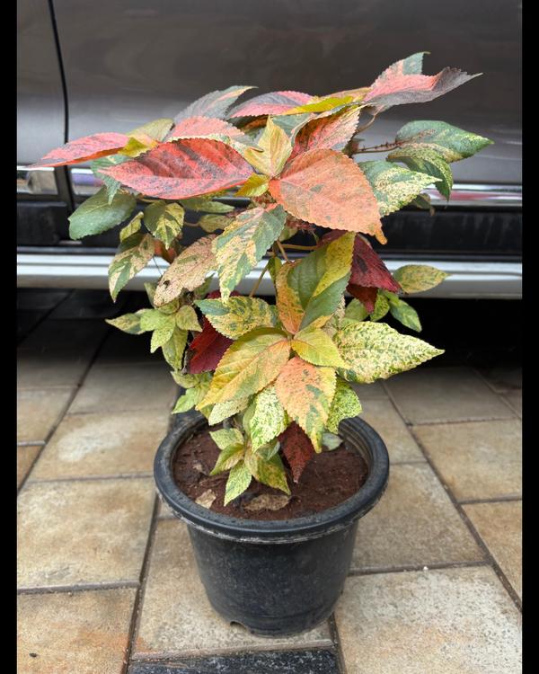 The best plant shop in Tiruchi