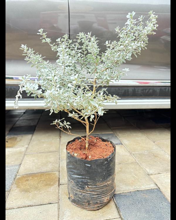 The best nursery garden center