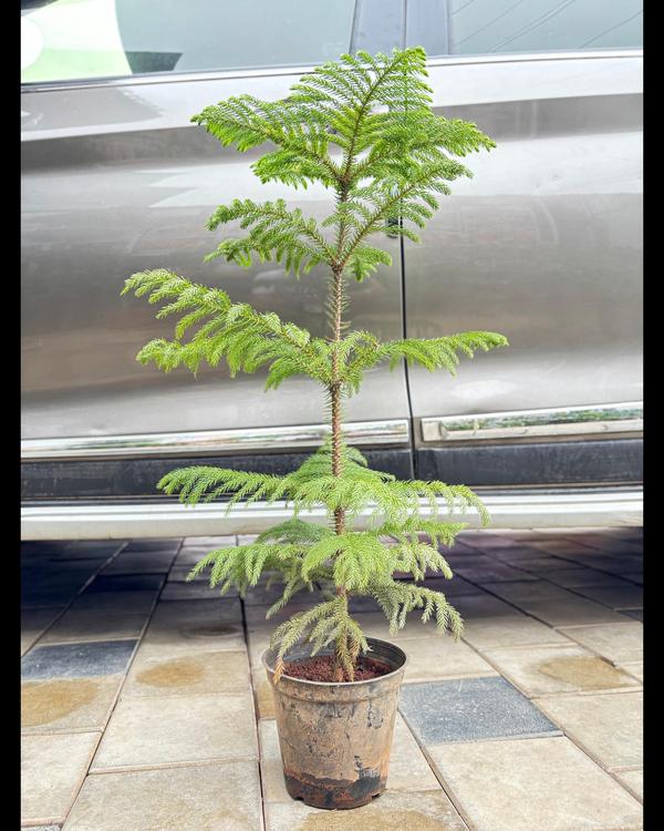 The best indoor plants shop in