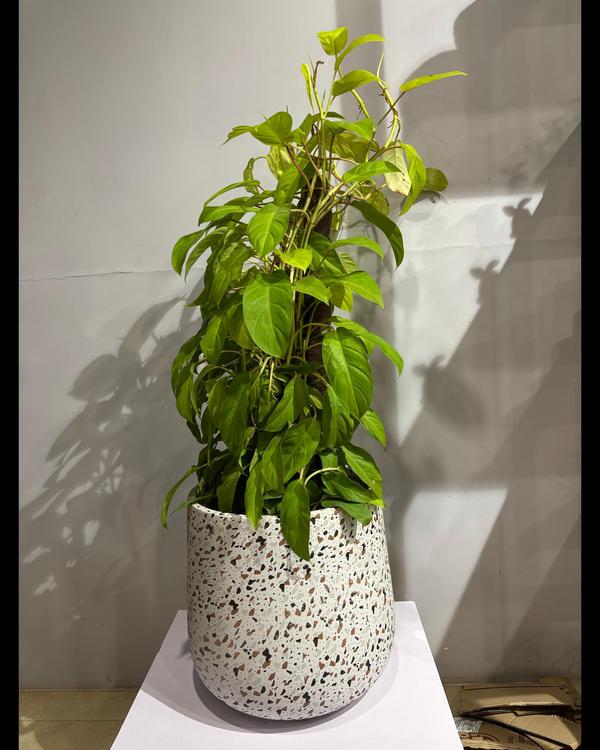 The best nursery plants in Tir