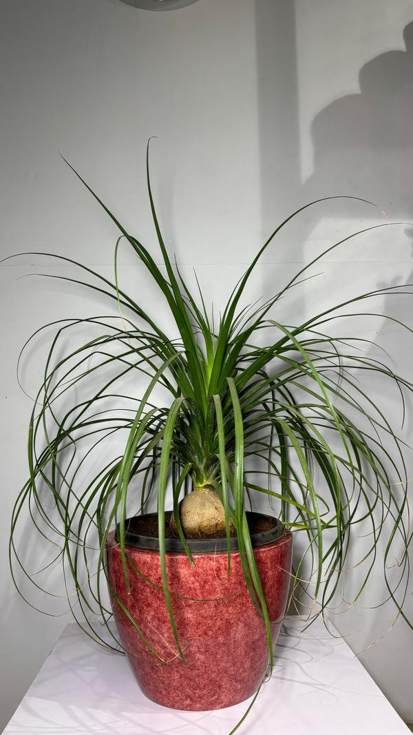 The best garden plants supplie