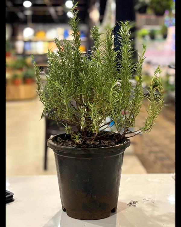 The best flower plants nursery