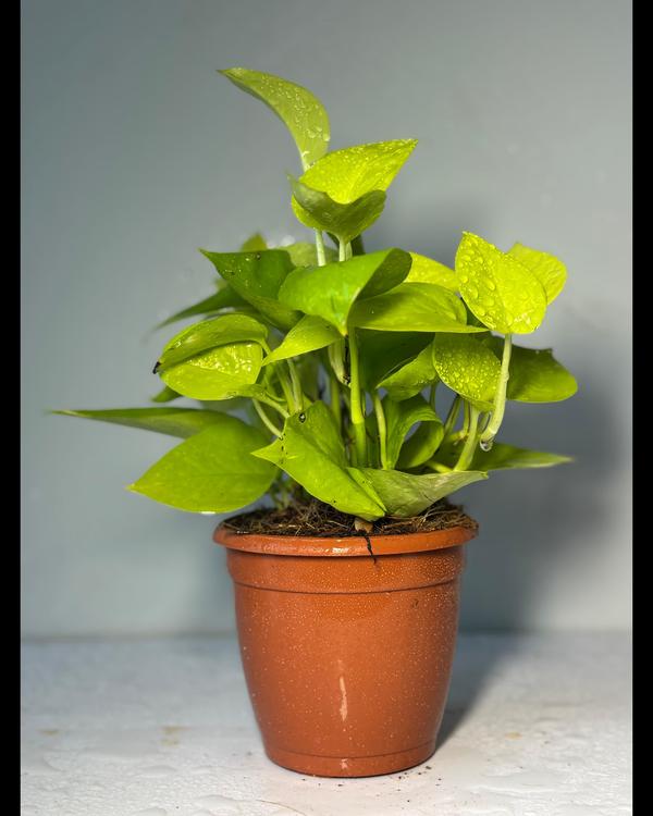 The best decorative plants sho