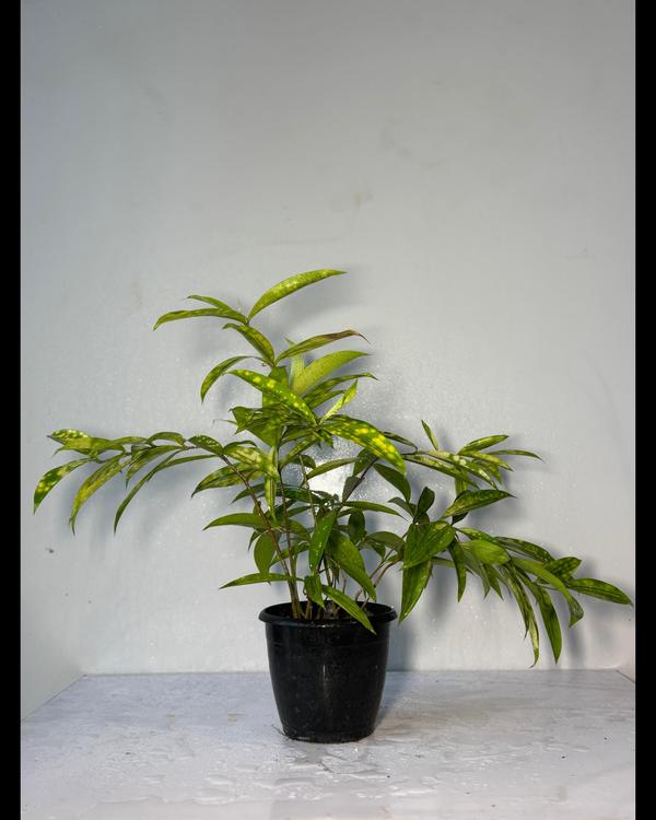 The best wholesale plant nurse