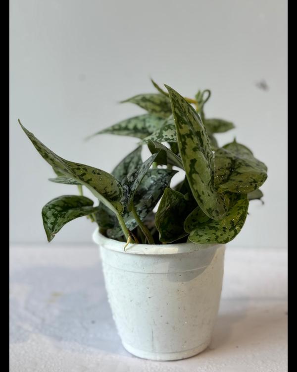 The best nursery plants point 