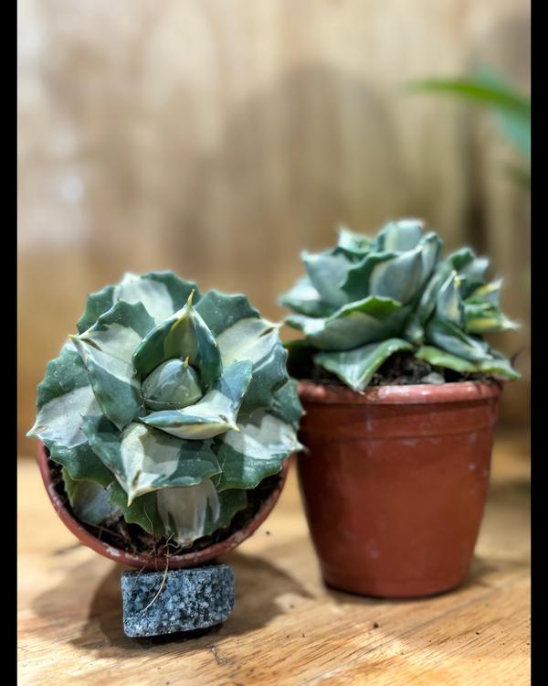 The best nursery plants centre