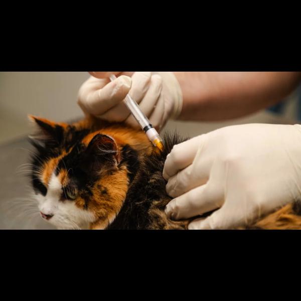 Anti-rabies vaccination at our