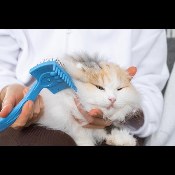 Our pet grooming services at S