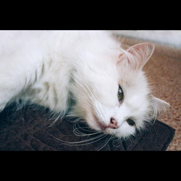 Fever and loose motions in dog