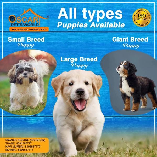 Looking for a legal puppy sell