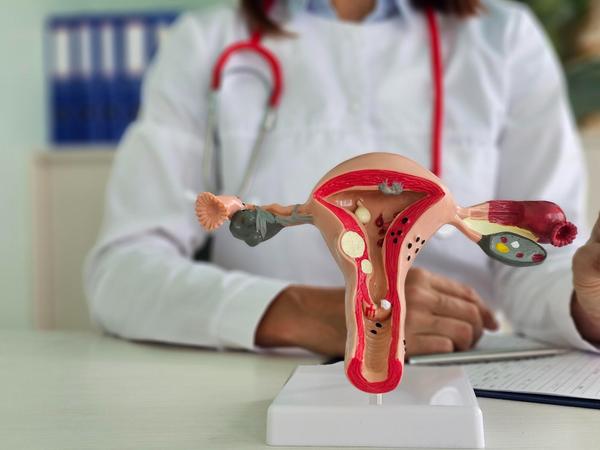 Hormonal health plays a crucia