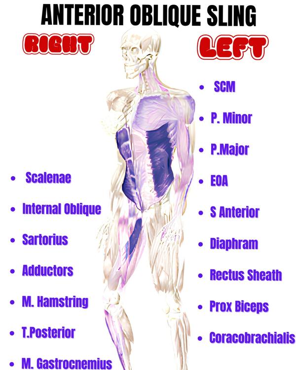 The anterior oblique sling is 