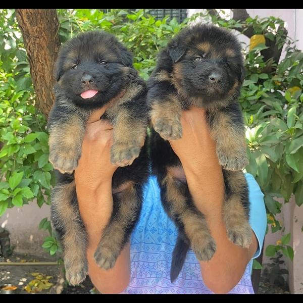 top quality german shepherd pu