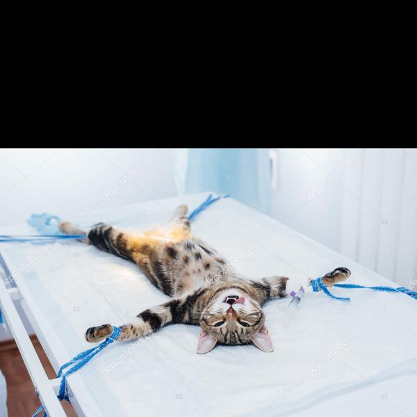 Pet surgery services provide s