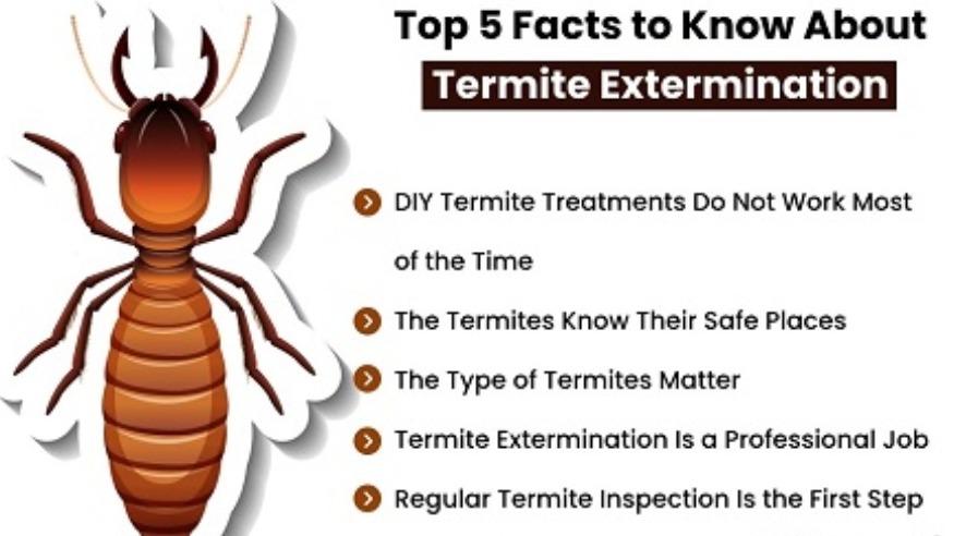 Termite Control – Protect Your