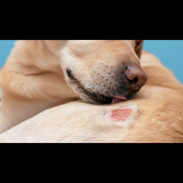 Ticks and fleas can cause itch