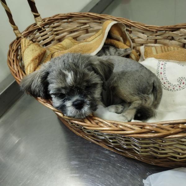 Vaccination protects your pet 