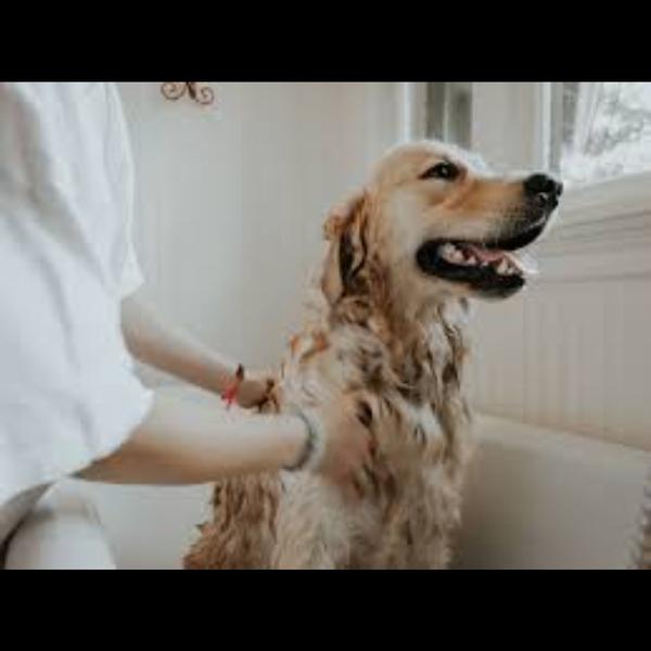 A medicated bath helps treat s