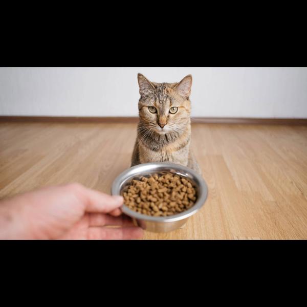 Loss of appetite in pets can b