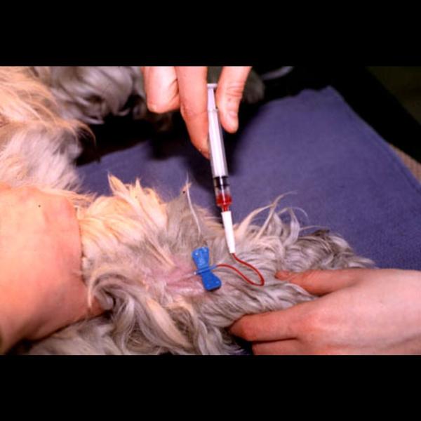 monitor organ function pets
