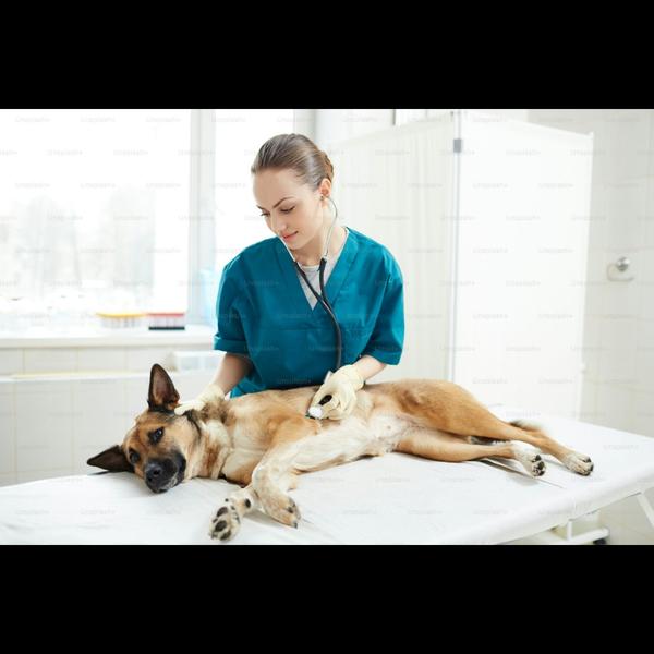 Sion Animal Hospital provides 