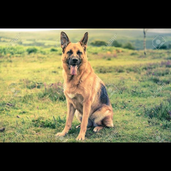 unwanted breeding prevention n