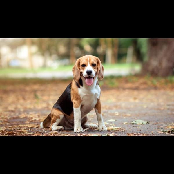 pet spaying reduces disease ri