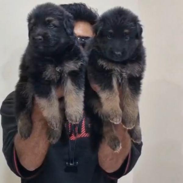 amit pet shop nagpur maharasht