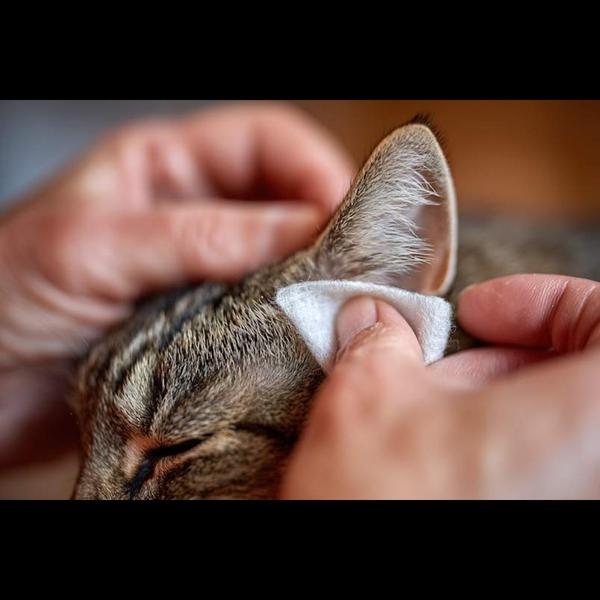 pet clinic ear hygiene tips