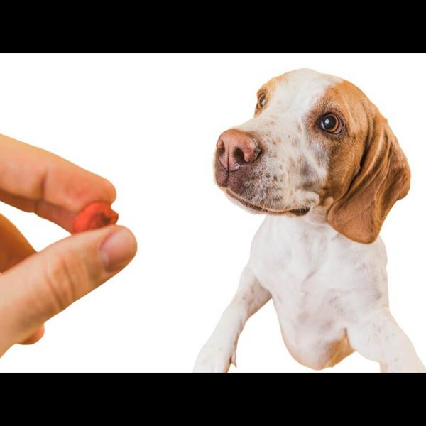 timely pet deworming benefits