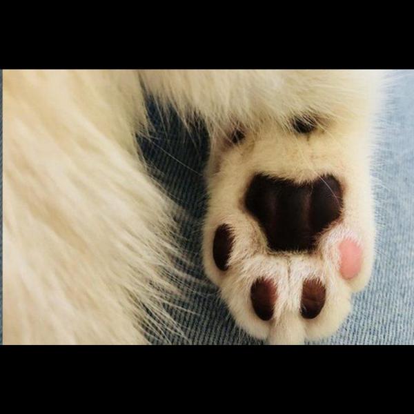 A paw massage with cream helps