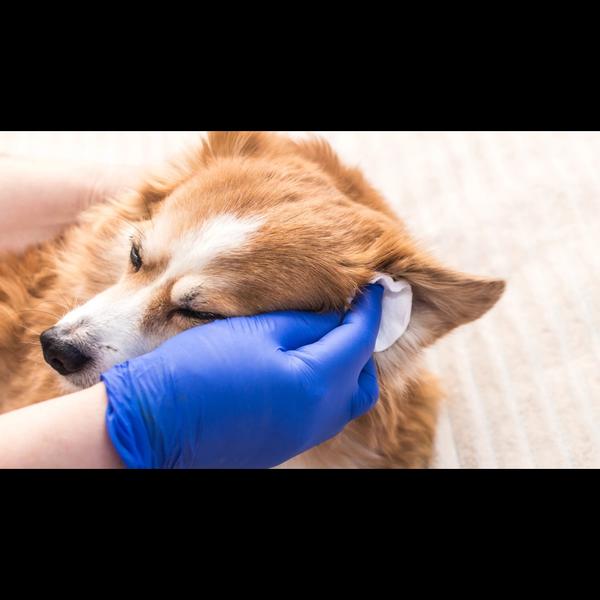 Regular ear cleaning for pets 