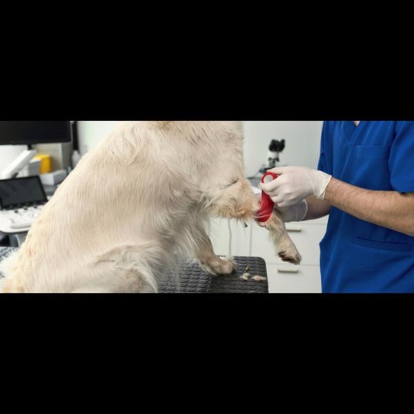 monitor organ function pets