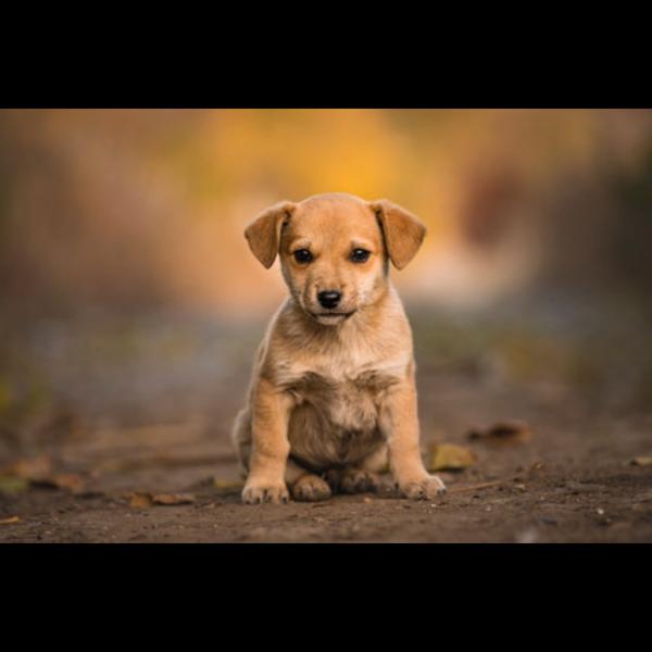 parvo test for dogs chembur