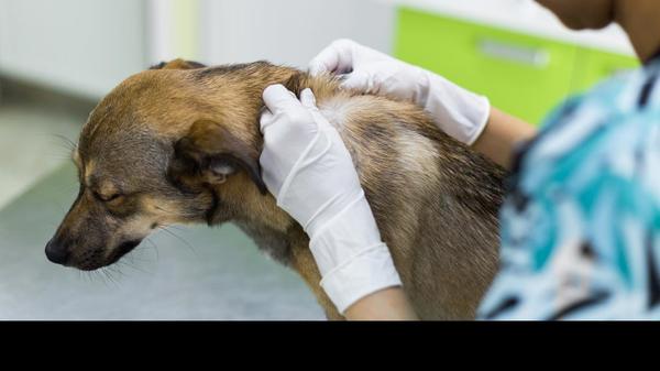 A skin scraping diagnostic tes