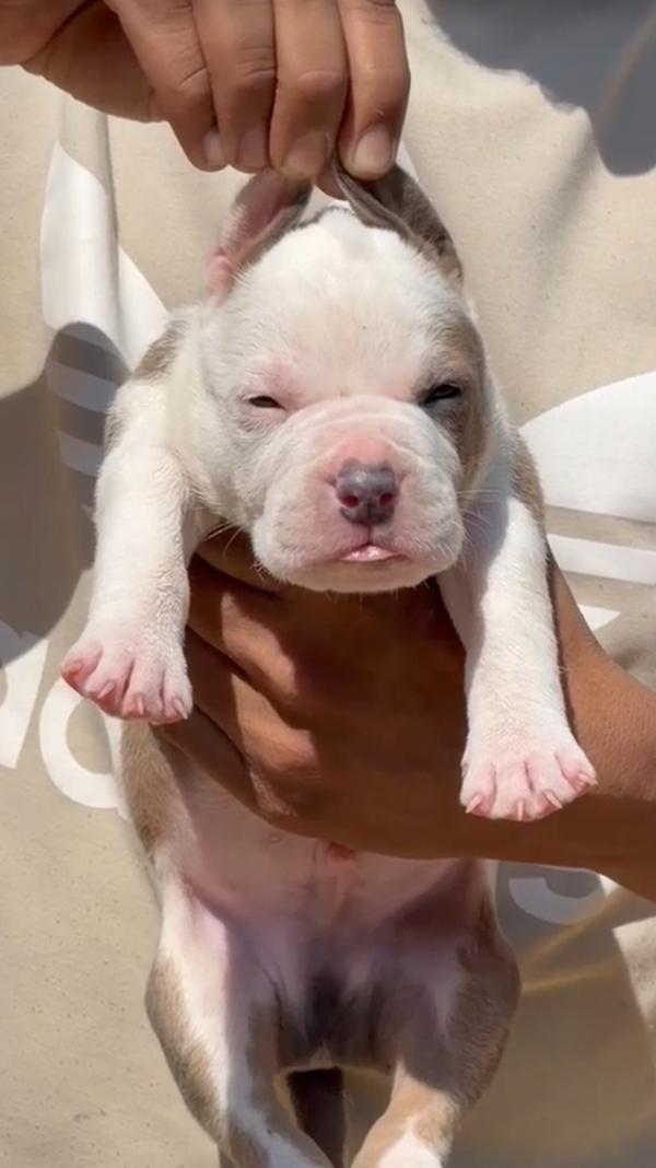 top quality dog breed puppies 