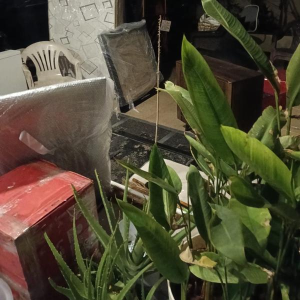 Packers and movers service in 