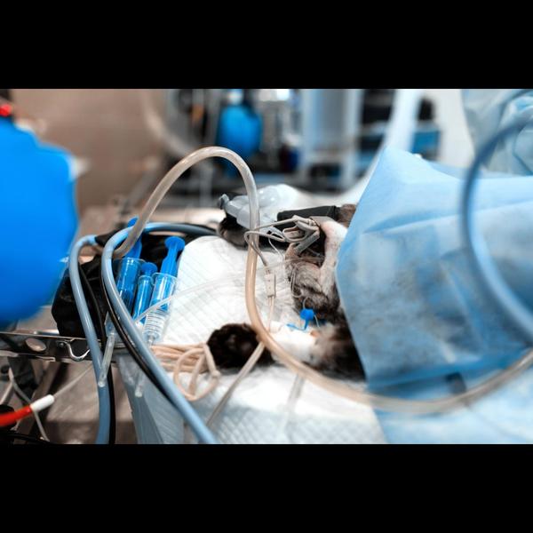 pet spaying reduces disease ri