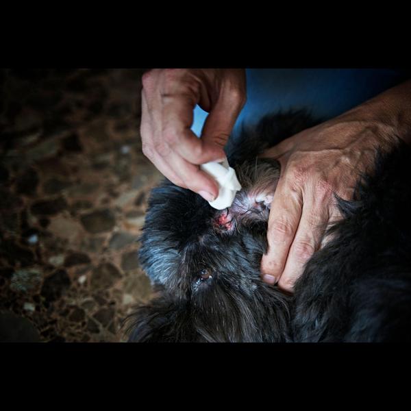 Maggot wounds occur when flies