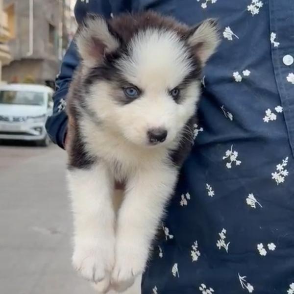 top quality husky puppies avai