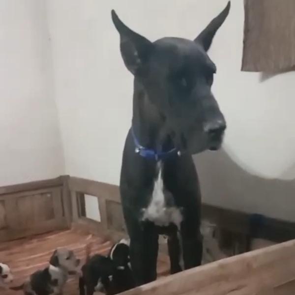 All types of Dogs Breed Puppie
