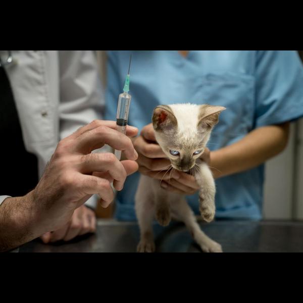 rabies vaccine benefits pets n