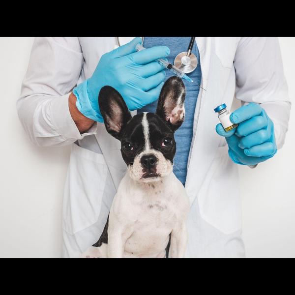 canine coronavirus vaccine ben