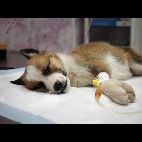 veterinary care vomiting diarr