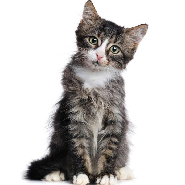 Loose motions in dogs and cats