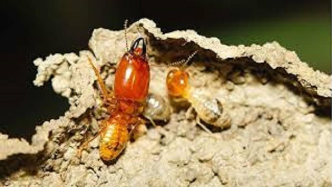 Best Termite Treatment Se