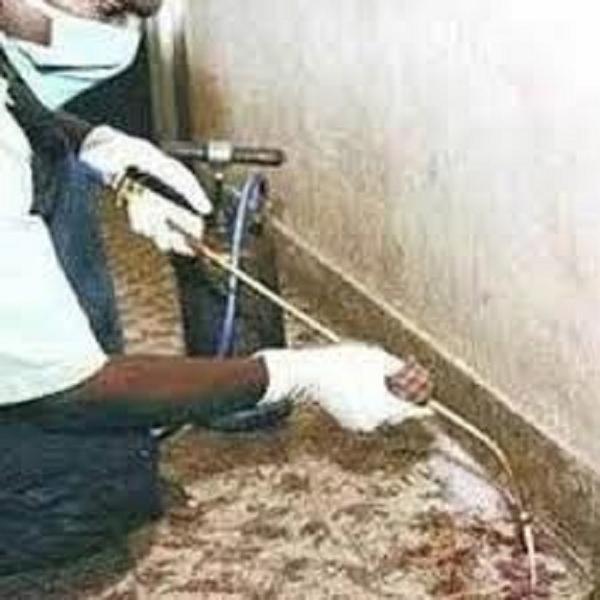 Affordable Termite Contro